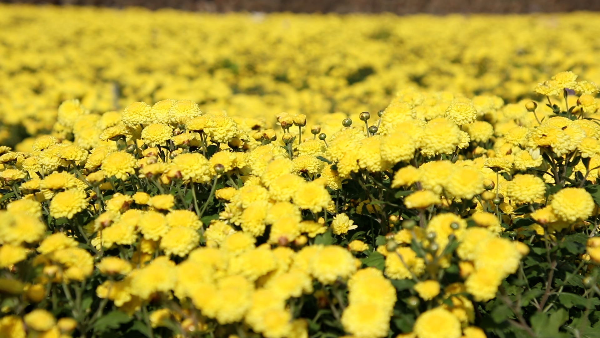 臺灣杭菊2號黃花黃金菊