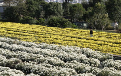 杭菊正式品種名:臺灣杭菊1號 臺灣杭菊2號