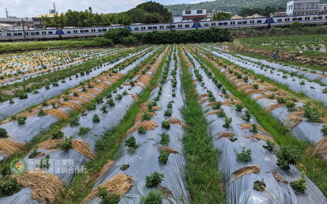 雜草的固碳潛力不容小覷，比森林更會固碳，雜草成為神隊友